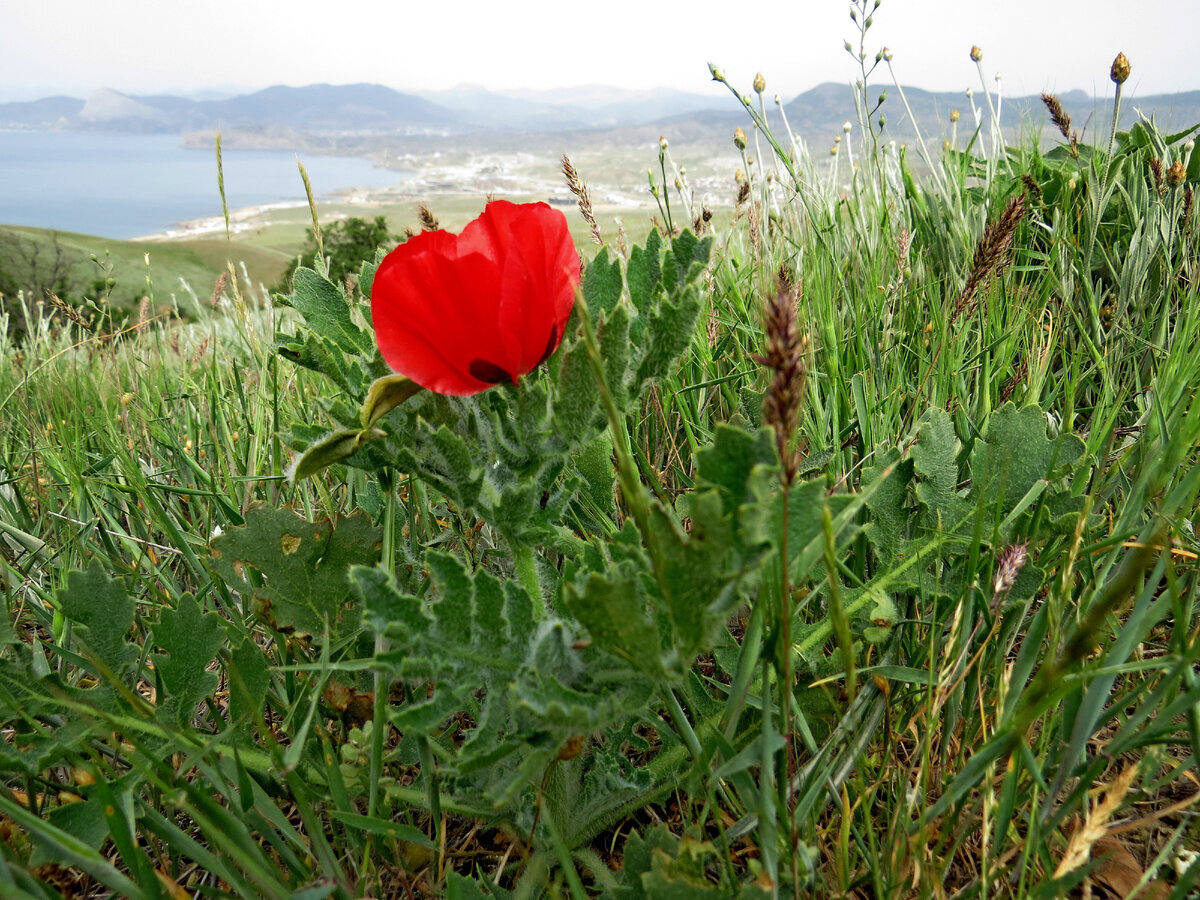 Добавьте описание