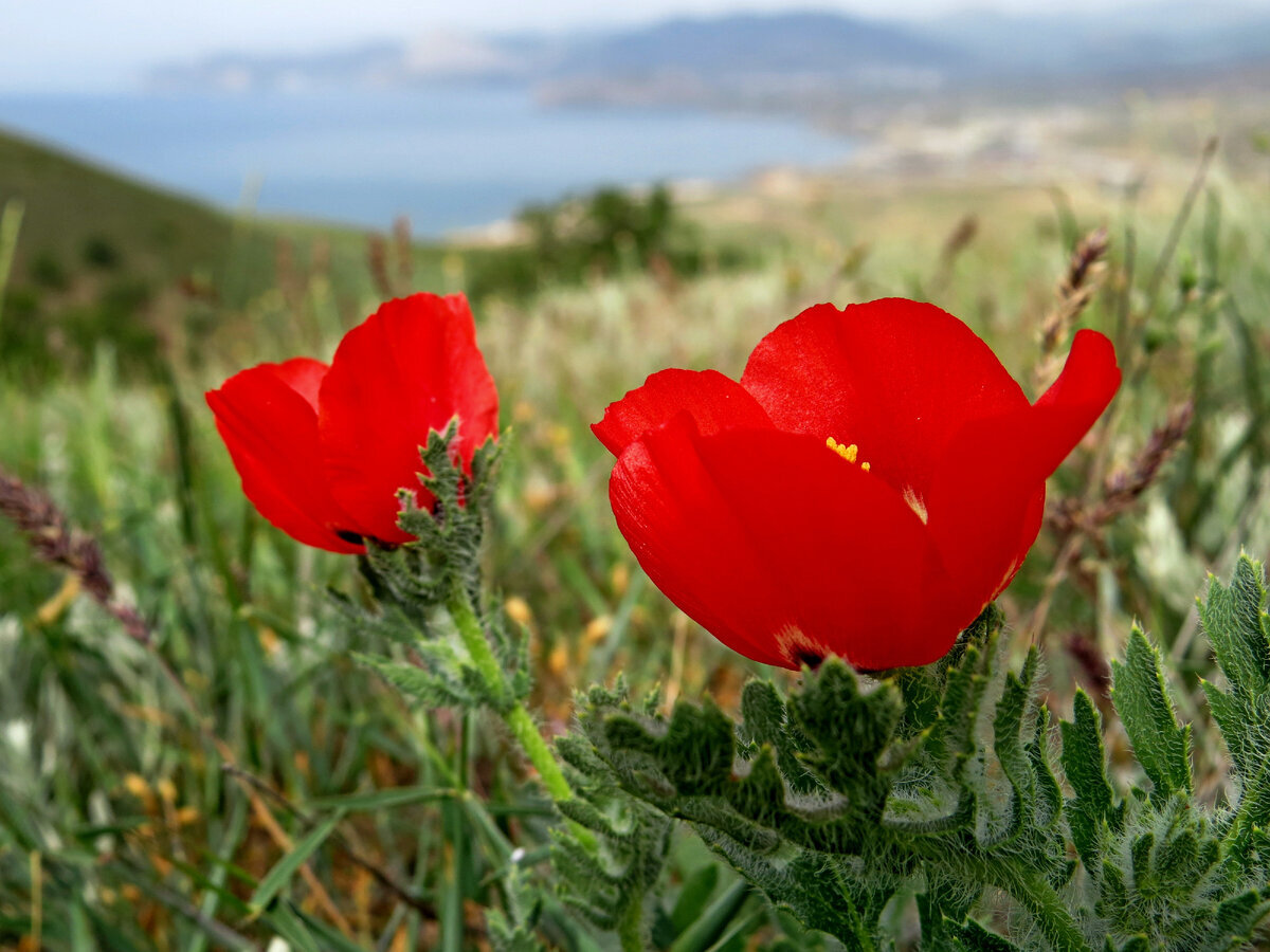 Добавьте описание