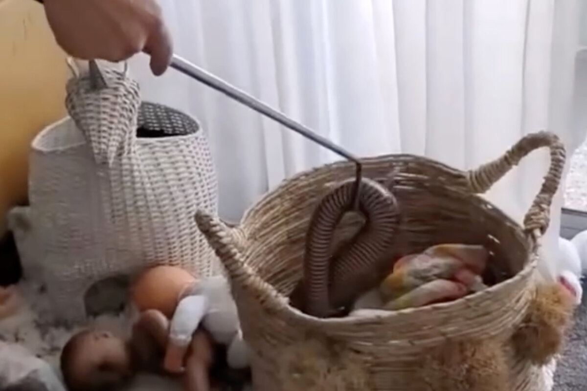    sunshinecoastnakecatchers / Instagram (входит в корпорацию Meta, признана экстремистской и запрещена в России)