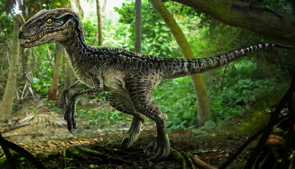 Велоцираптор (Velociraptor)