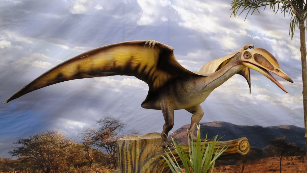 Птерозавры (Pterosaurs)