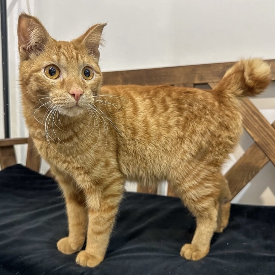 Те самые две фотографии из объявления. Как можно было не заметить короткий хвост?