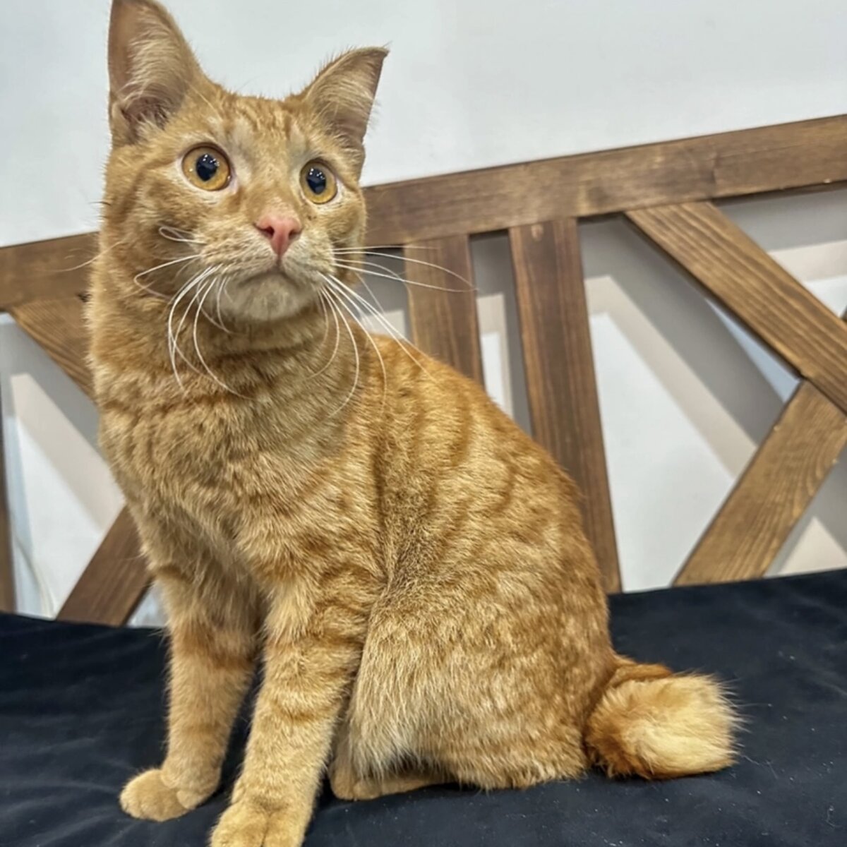 Котик меня загипнотизировал