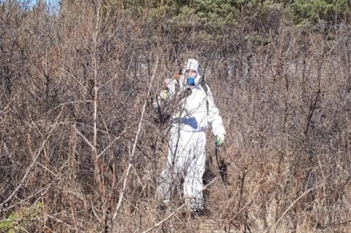    Красноярск начали обрабатывать от клещей