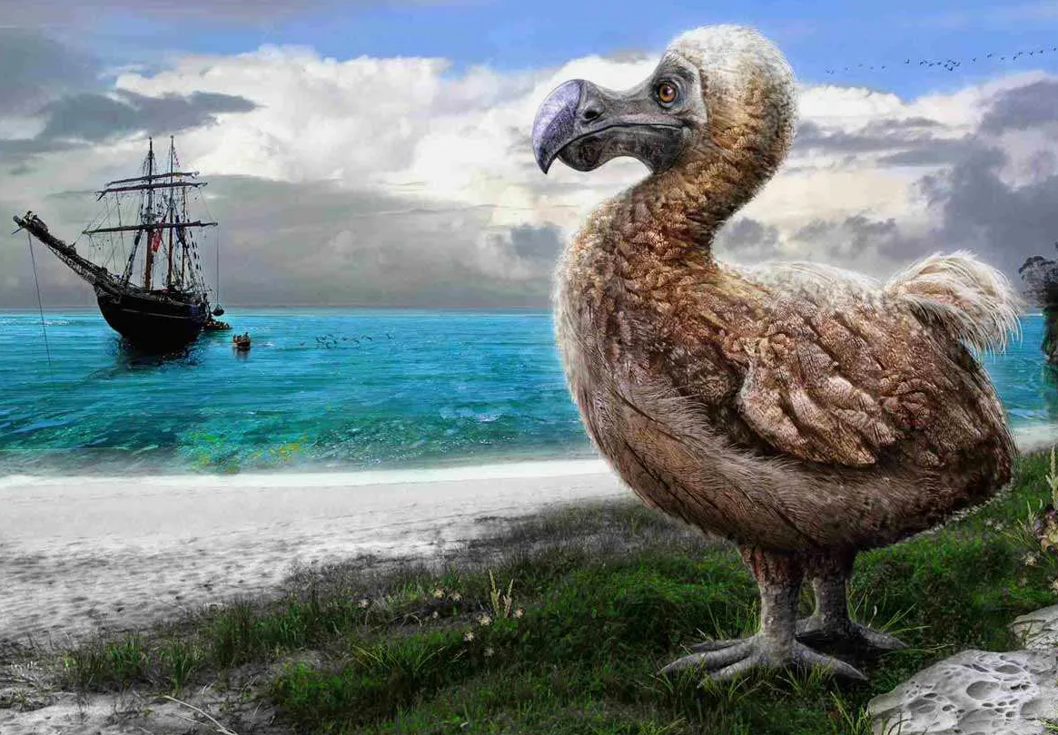 Одним из самых необычных и малоизвестных фактов о додо, этой вымершей птице, является то, что до наших дней сохранилось очень мало целых ископаемых останков этого животного. На удивление, первый полный скелет додо был собран только в 2007 году, и это произошло случайно. История этого открытия начинается с Мареке Эккс, детской писательницы, которая обнаружила мешок с маркировкой "dodo" в музейном хранилище на острове Маврикий. В мешке находились смешанные кости, которые впоследствии были идентифицированы как принадлежащие одной особи додо. Это позволило впервые с момента вымирания птицы в конце 17 века собрать и изучить её полный скелет. Этот скелет помог учёным лучше понять физиологию додо и его структуру, включая его уникальную анатомию, такую как очень большой клюв и массивные ноги, которые были адаптированы к его наземному образу жизни на острове без хищников.