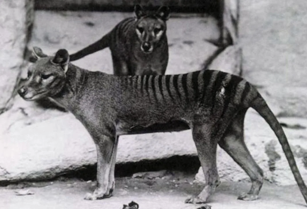 Одним из самых необычных и загадочных аспектов тасманийского волка, или тасманийского тигра, является его способность к чрезвычайно широкому раскрытию челюстей. Тасманийский волк мог раскрывать свои челюсти почти под углом в 80 градусов, что значительно превышает возможности большинства современных млекопитающих, включая и больших хищников.