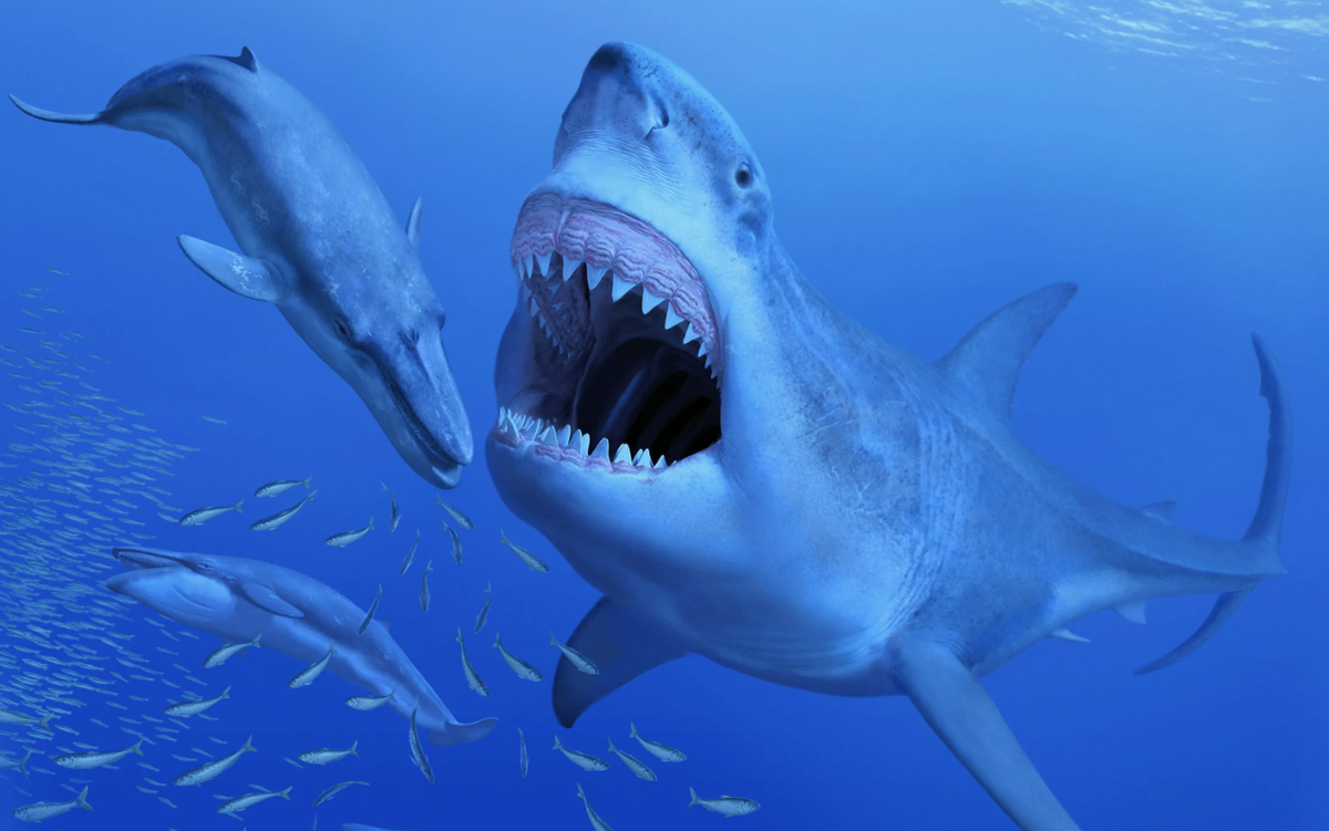 Мегалодон, огромная предковая акула, известен своими внушительными размерами и мощью, но один из наиболее необычных фактов о нем связан с размером его зубов. Зубы мегалодона являются одними из самых впечатляющих и страшных останков, найденных у доисторических морских существ. Они могли достигать в длину более 18 сантиметров.. Эти монументальные зубы служили не просто для захвата и удержания больших морских млекопитающих, включая китов, но и для того, чтобы эффективно разрезать их толстую кожу и жир. Структура зубов мегалодона была идеально приспособлена для этой задачи, с широкой, треугольной формой и зазубренными краями, напоминающими структуру зубов современной белой акулы, но в гораздо больших размерах.