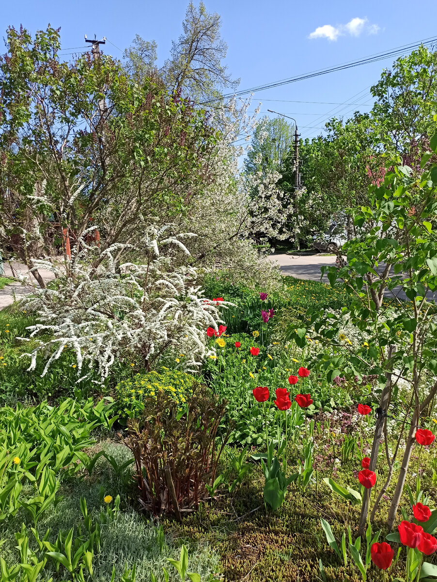 Фото автора.  Тюльпаны в частном секторе города
