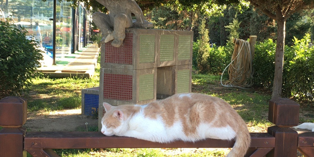 Почему в Турции так много кошек