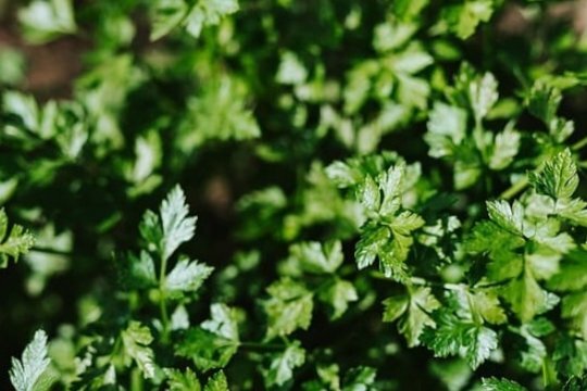    Зелень является важным источником питательных веществ в рационе многих людей.