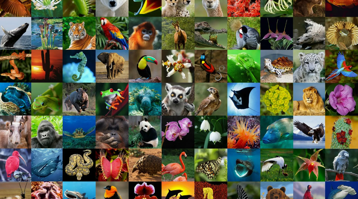 Биоразнообразие