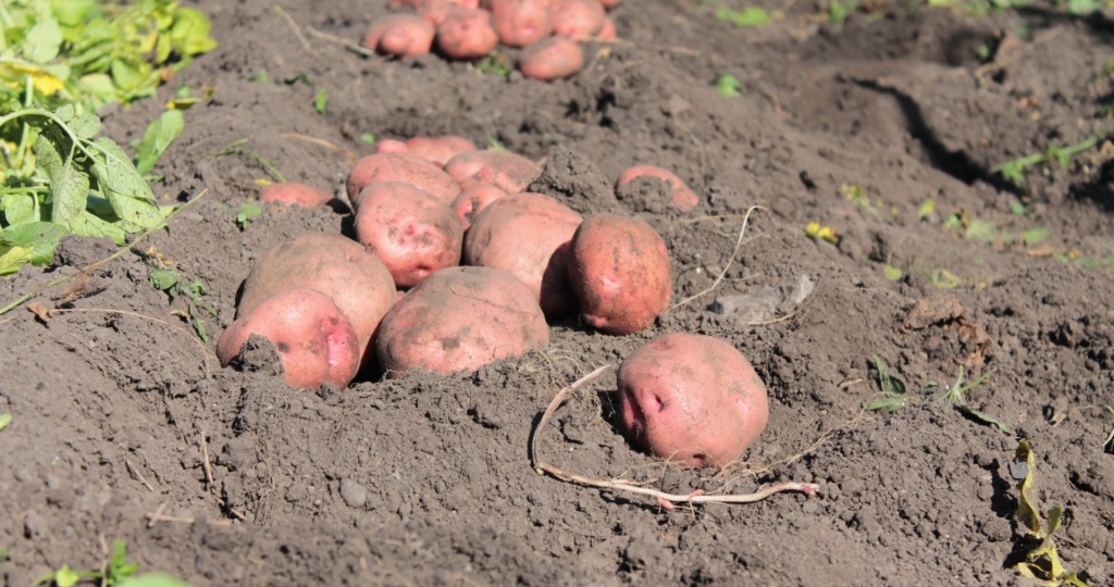 ТОП-20 популярных сортов картофеля