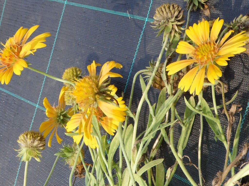  Гайлардия остистая Arizona Sun