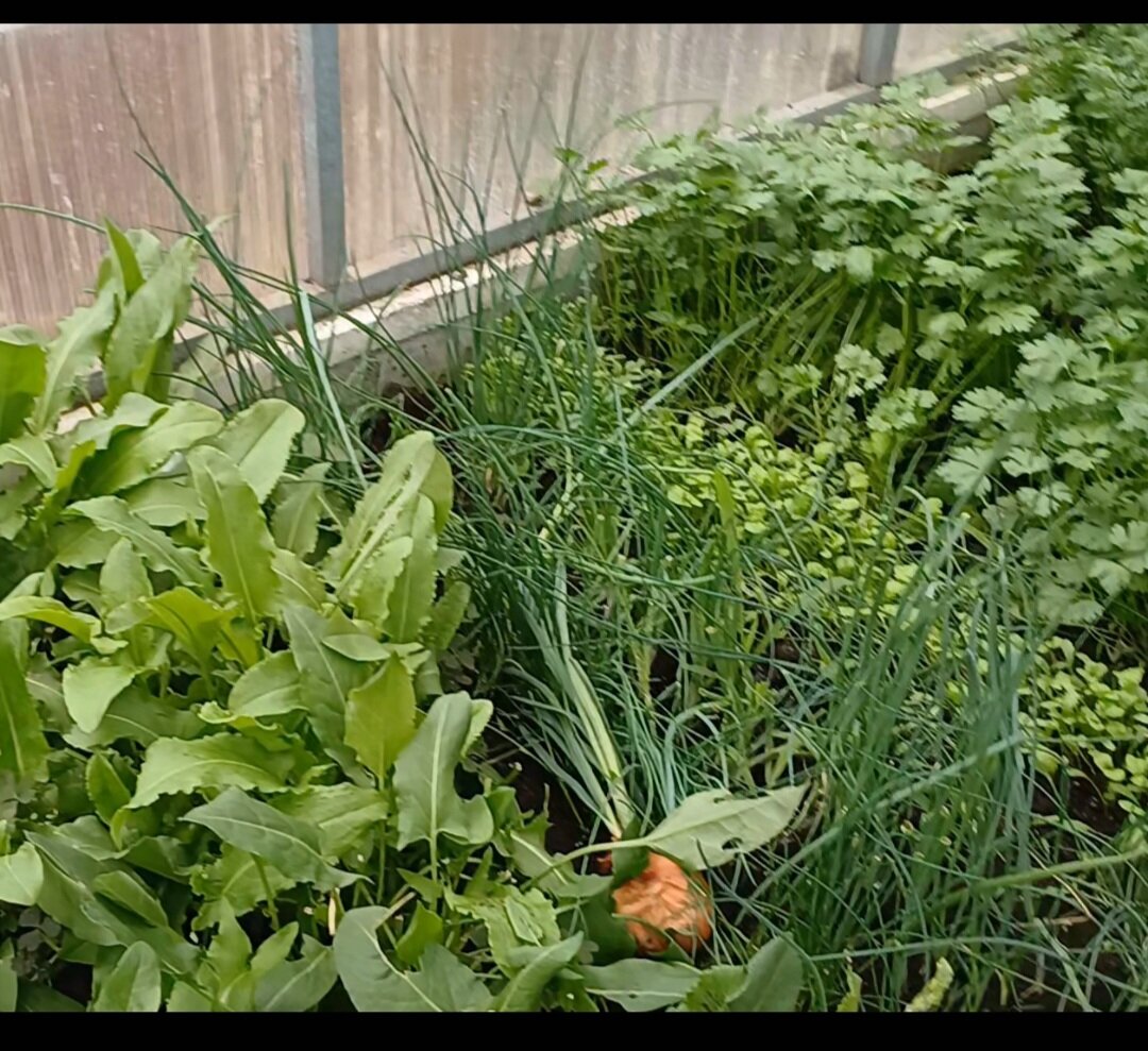 Фото автора.теплица - близко посажённые зелень .