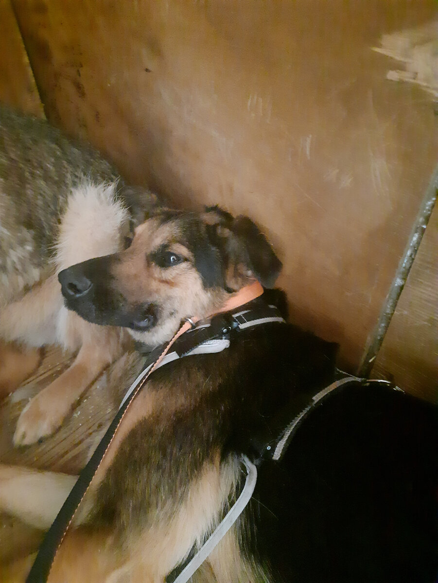 Тео в шлейке