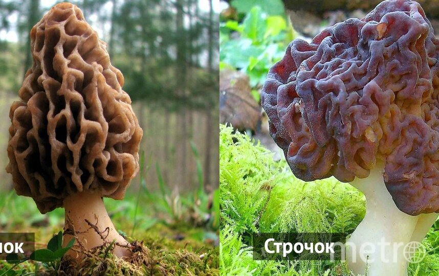    Как отличить сморчок от строчка?Алексей Коткин