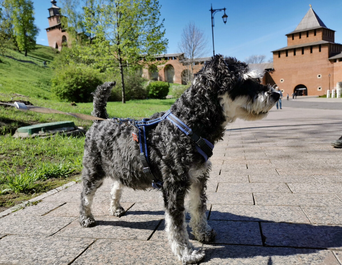 Джесс в Нижегородской Кремле