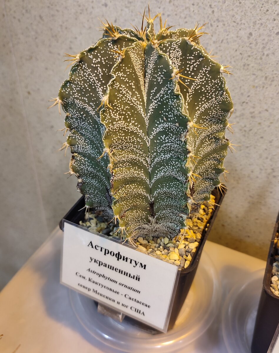 Оранжерея. Царицыно. Москва