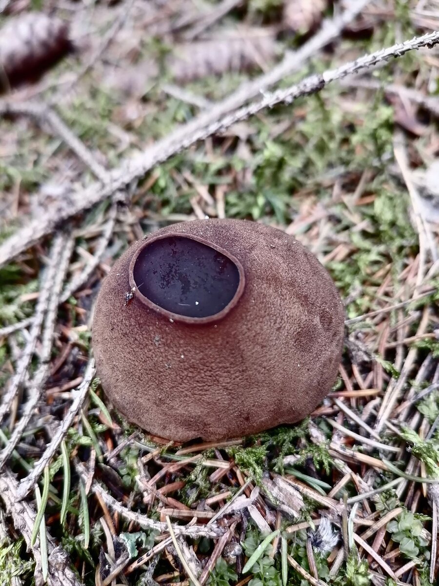 Саркосома шаровидная / фото: сообщество "Тагильские грибники" 