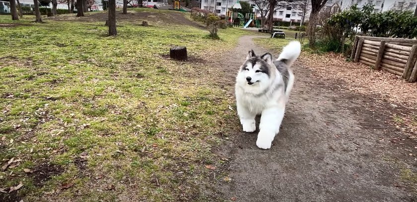 Человек-пес из Японии показал новый гиперреалистичный костюм