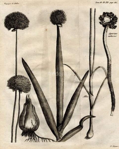 Лук алтайский, или каменный лук, или сагоно (Allium altaicum), и лук голубой (Allium coeruleum). Лист из атласа к книге "Путешествия профессора Палласа в разные провинции Российской Империи". Париж, 1793 год
