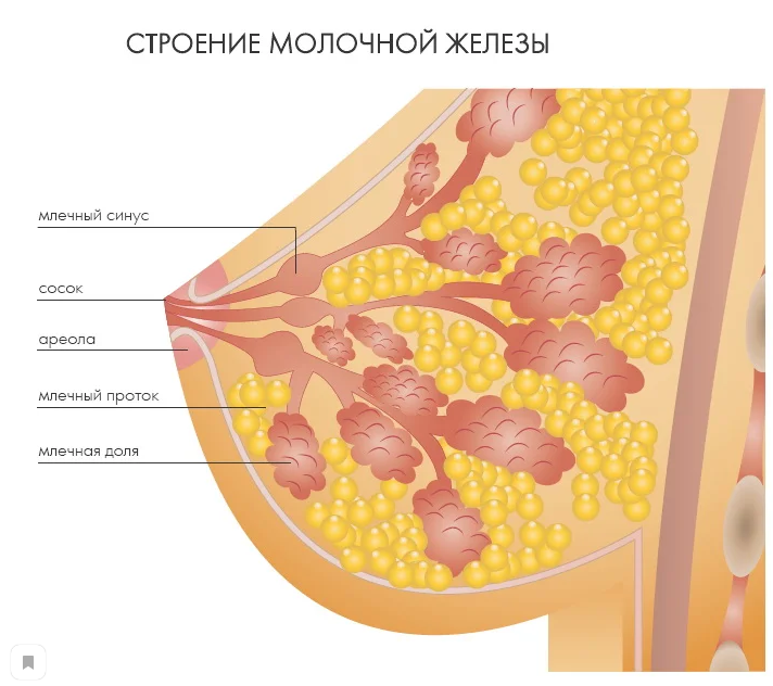 Строение молочной железы