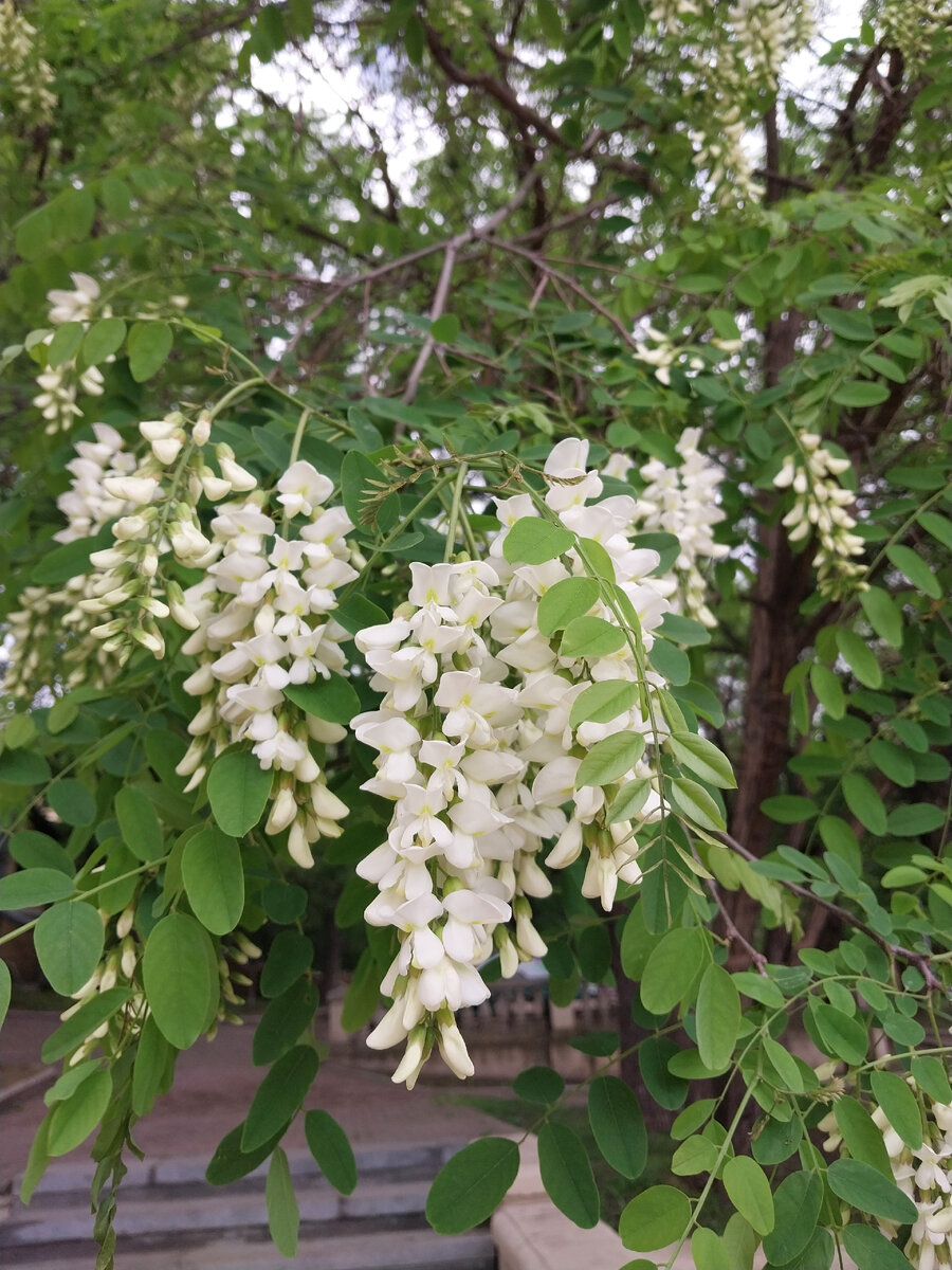 белой акации гроздья душистые в курортном парке сегодня!