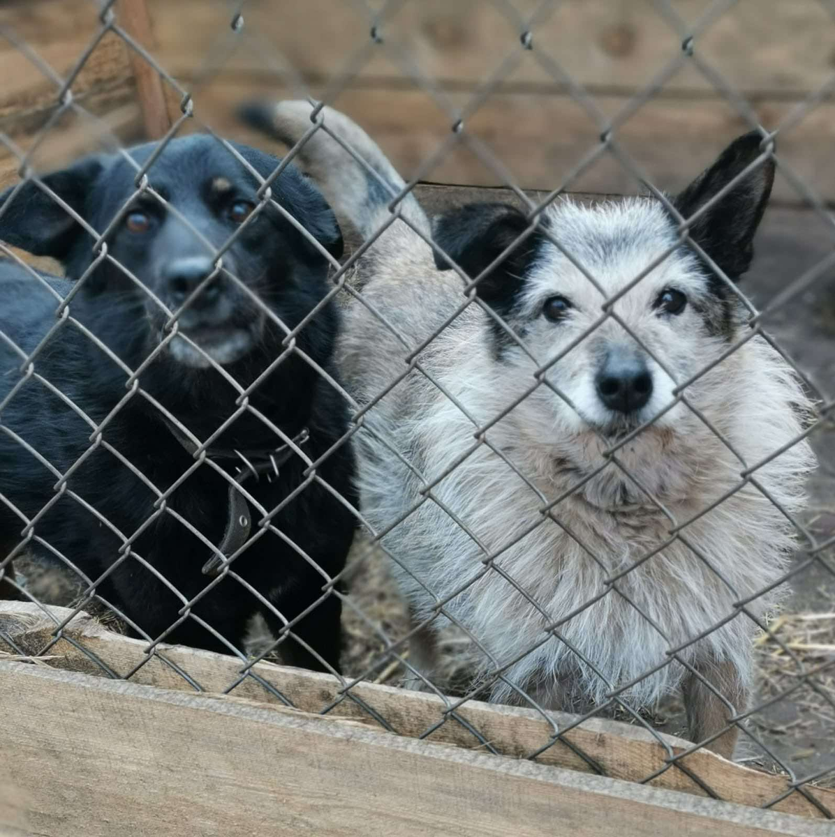 Рекс и Инга