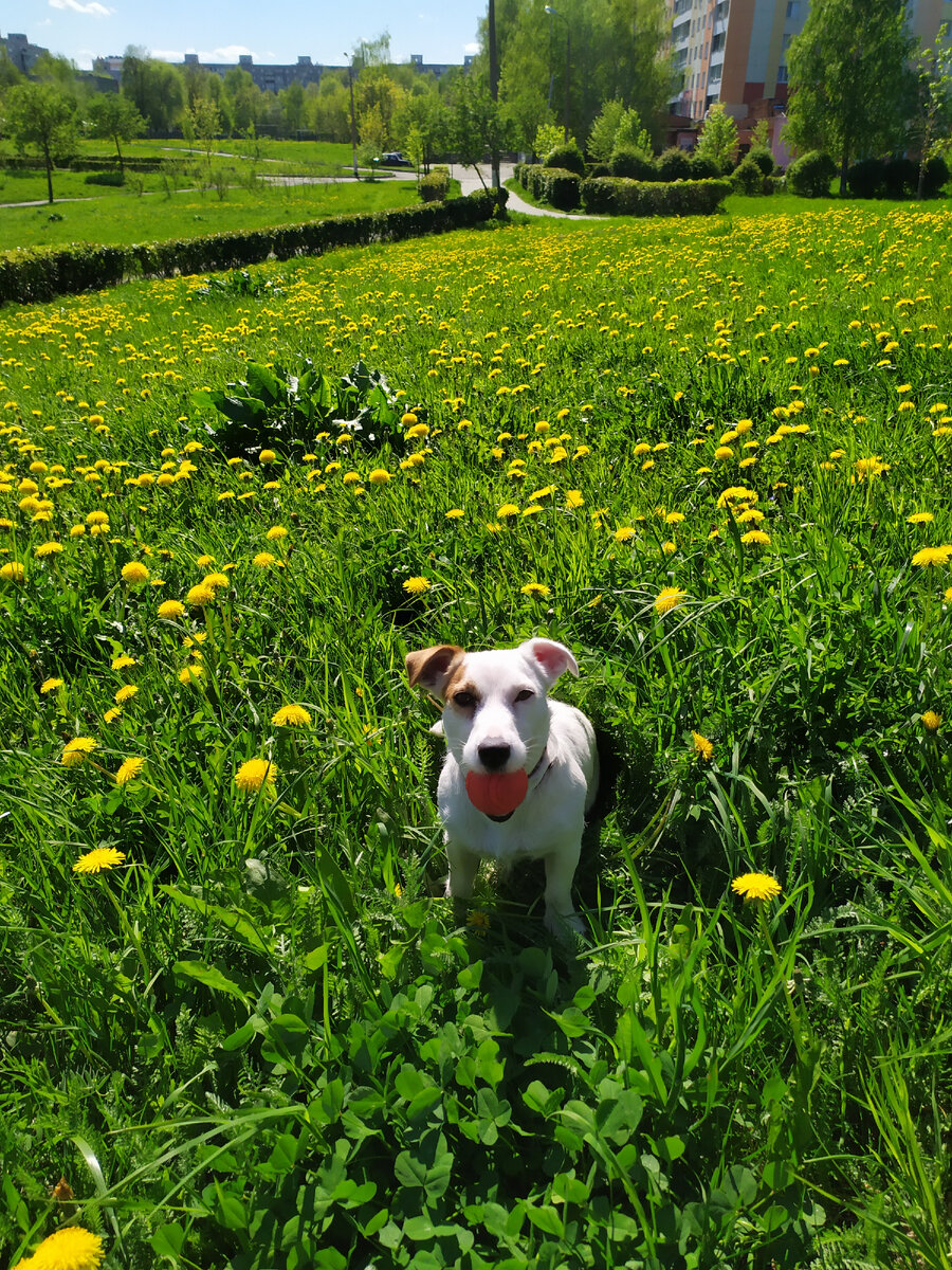 Передышка от беготни. 