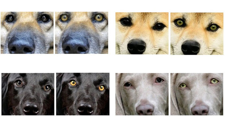 На левой фотографии настоящий цвет глаз, на правой - глаза специально осветлены. Какие выглядят более дружелюбно? Фото Akitsugu Konno and collegues