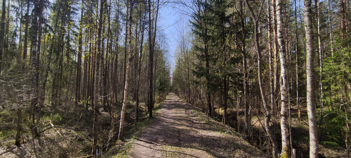 Заходим в весенний лес.