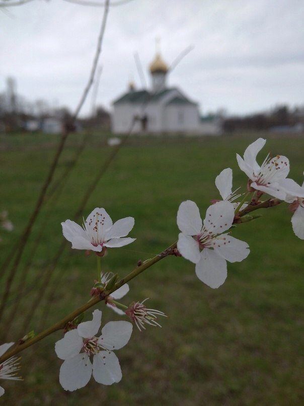 Фото: Крымская митрополия