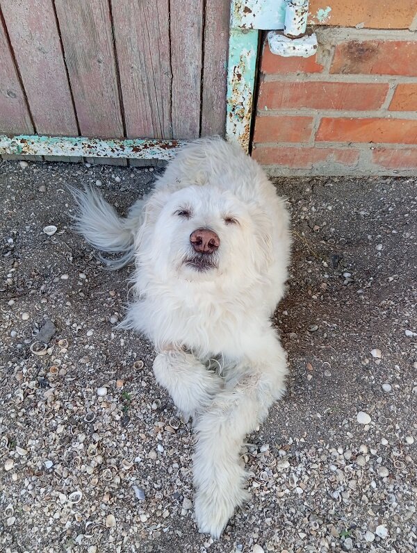 Фото автора. Собака - Монечка)