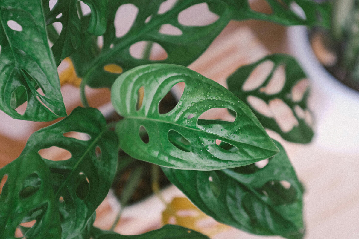 https://unsplash.com/s/photos/The-Monstera