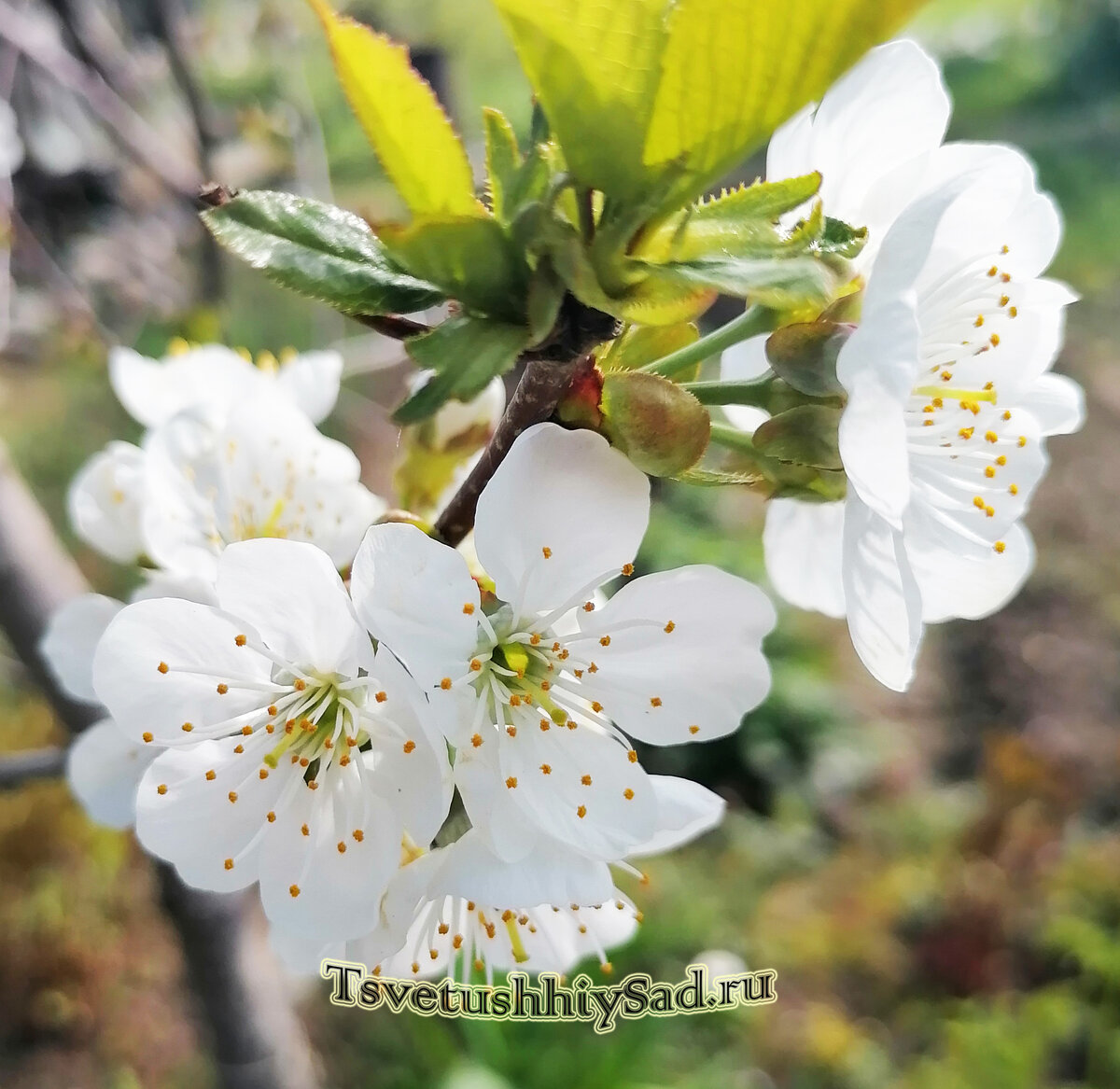 Черешня цветёт, а вместе с нею большинство сортов вишни и сливы