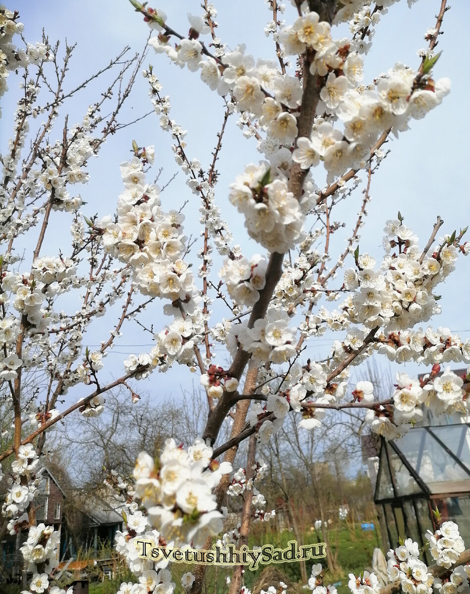 Абрикос Восторг, уже отцвел несколько дней назад