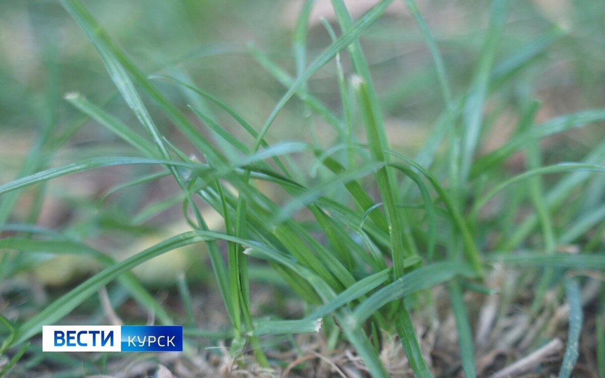    В Курской области 3 мая ожидаются сильный ветер и до +17 градусов