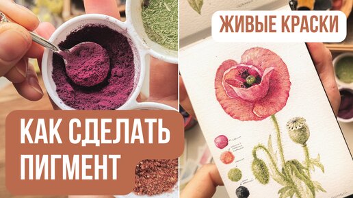 Как сделать ПИГМЕНТ из растений🎨 Натуральные краски своими руками. Делаем акварельные краски