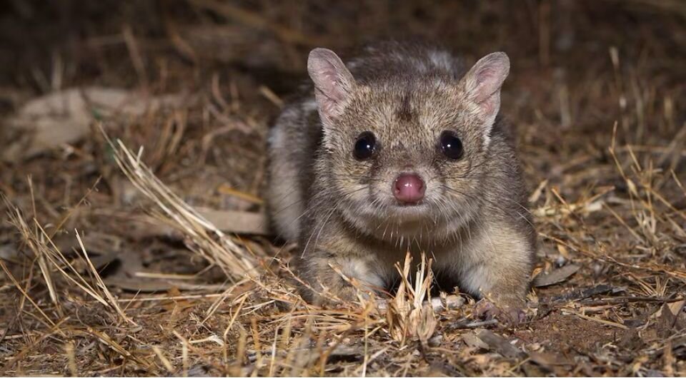   Australian Wildlife Conservancy