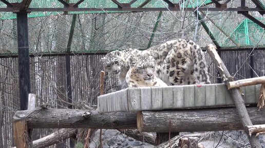 Снежные барсы Саян и Нарина. 02.05.2024