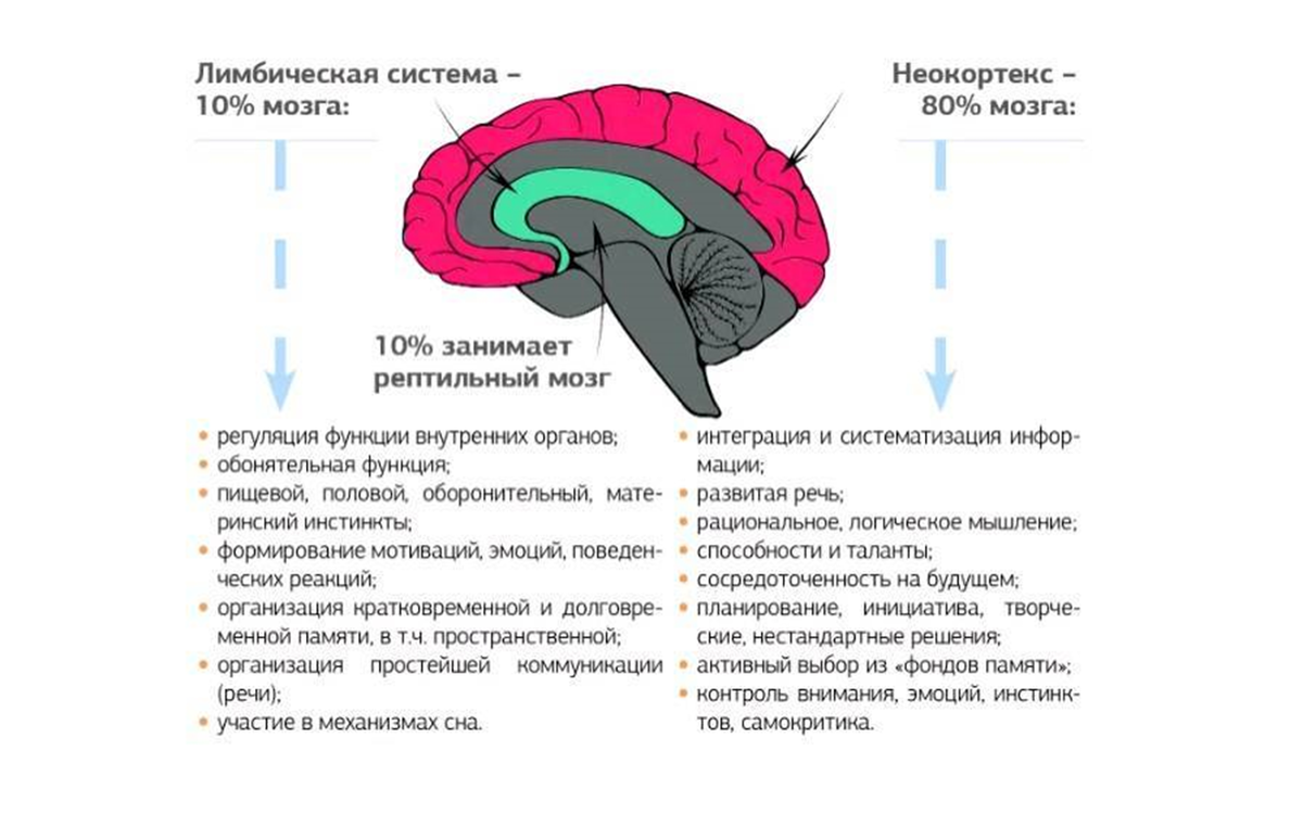 Неокортекс лимбическая система и рептильный мозг. Неокортекс и рептильный мозг. Структура мозга рептильный неокортекс. Строение головного мозга + неокортекс. Лимбическая неокортекс.