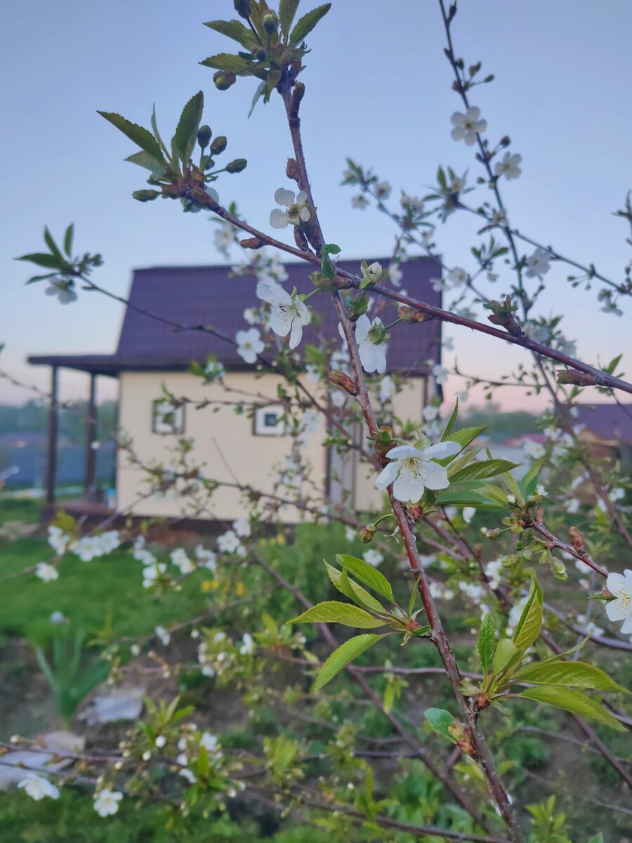 Любимая дача