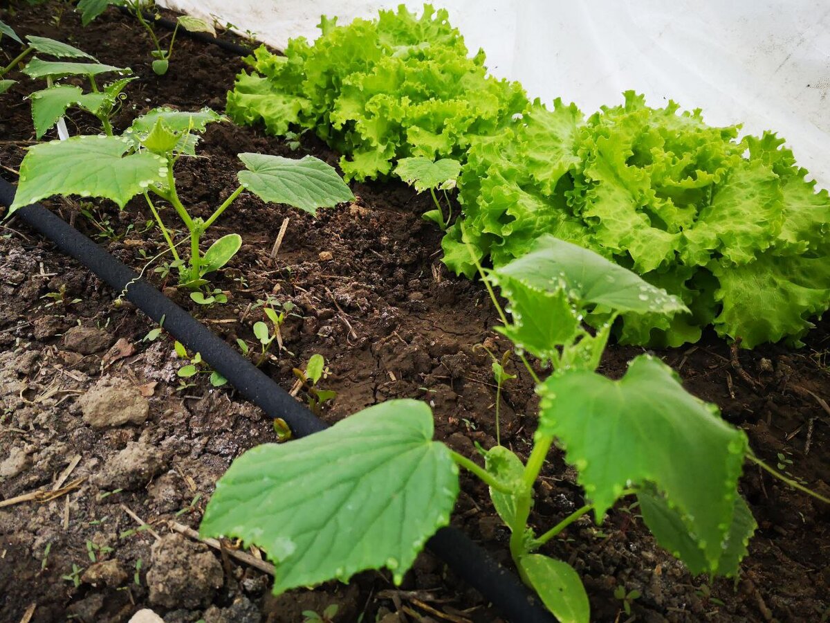 А эти огурчики принялись - сорт "Изящный"