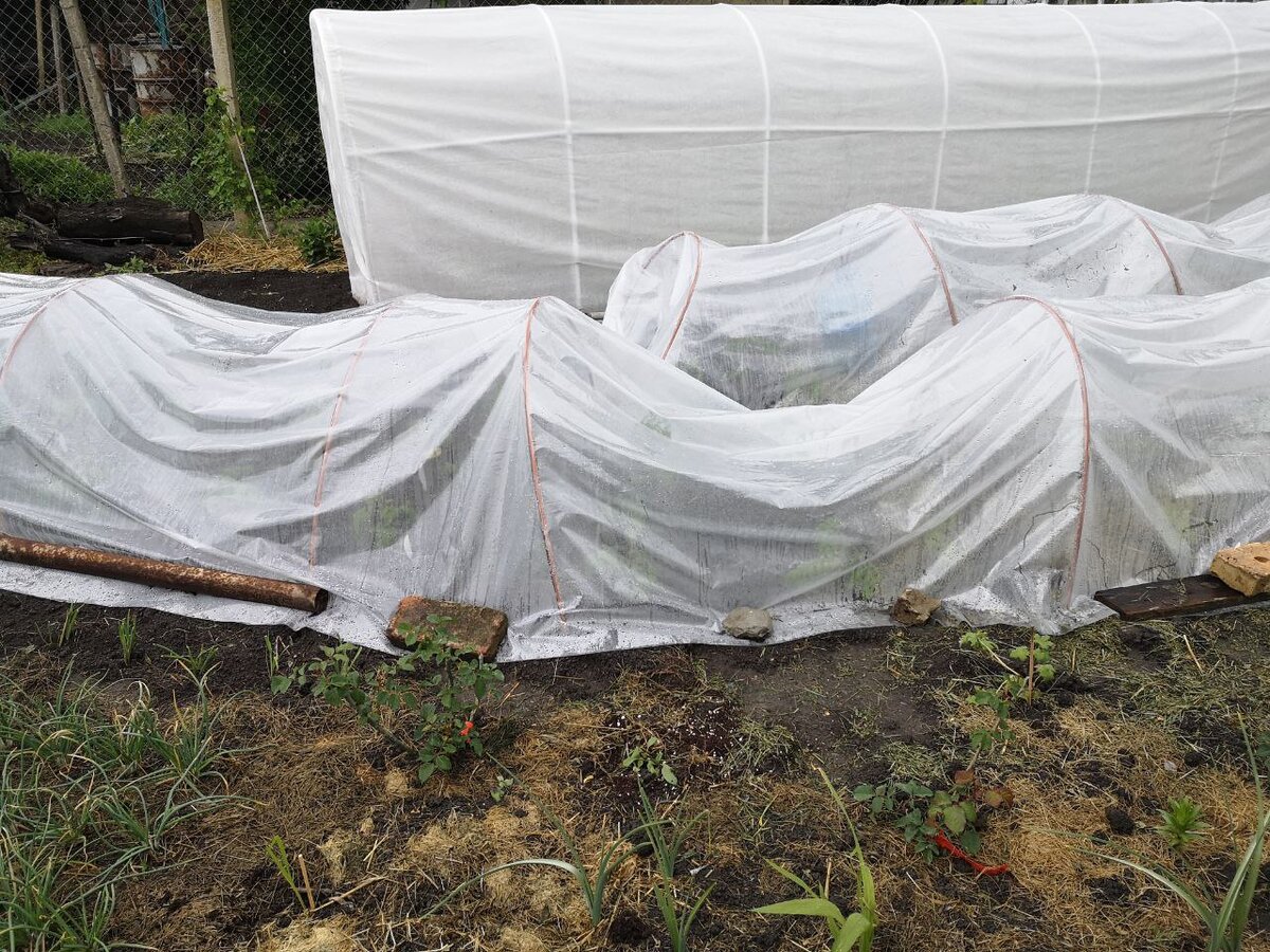 Еще парники над томатами