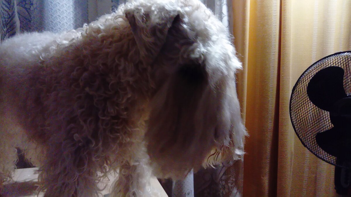 Грейс, как раз стричь собираюсь / все фотографии в тексте - автора