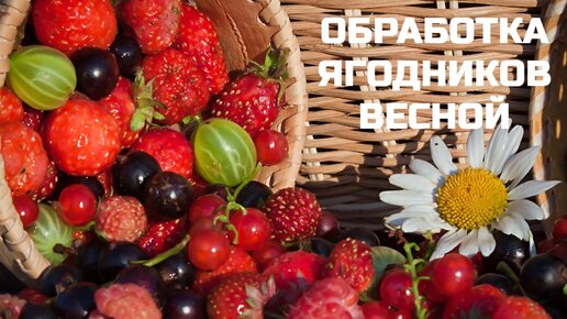 ОБРАБОТКА ЯГОДНИКОВ ВЕСНОЙ