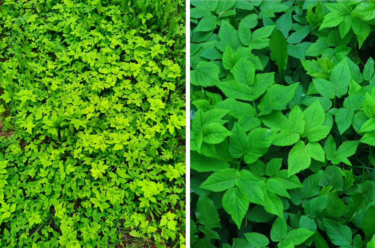 Сныть фото. Все эти растения связаны одним корнем и по сути это одно большое растение.