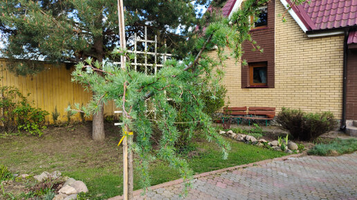 Переделка старого цветника. Посадка лиственницы. Пересадка метельчатой гортензии.