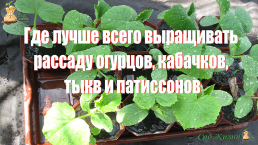 Где лучше всего выращивать рассаду огурцов, кабачков, тыкв и патиссонов