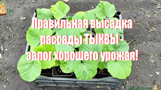 Нюансы, которые надо учесть при высадке рассады тыквы, чтобы урожай вас порадовал!